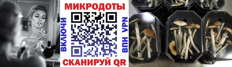 Купить где  Боготол  Галлюциногенные грибы Psilocybe 